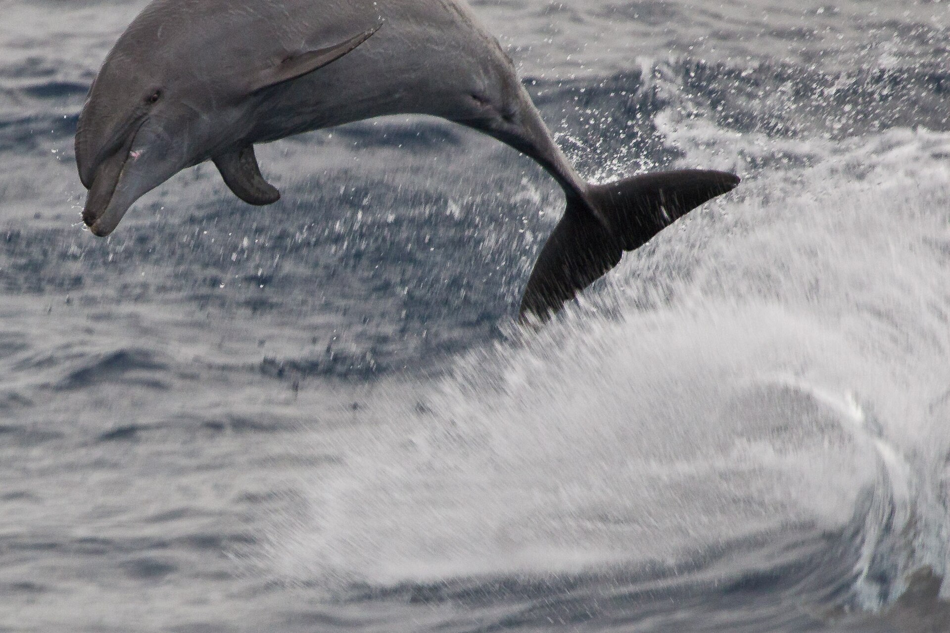 Indo-Pacific bottlenose dolphin leaping from the water